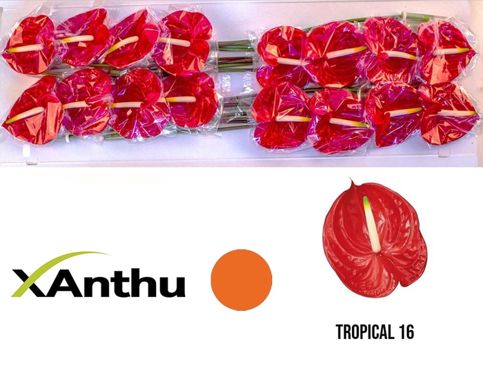<h4>ANTH A Tropical 16</h4>