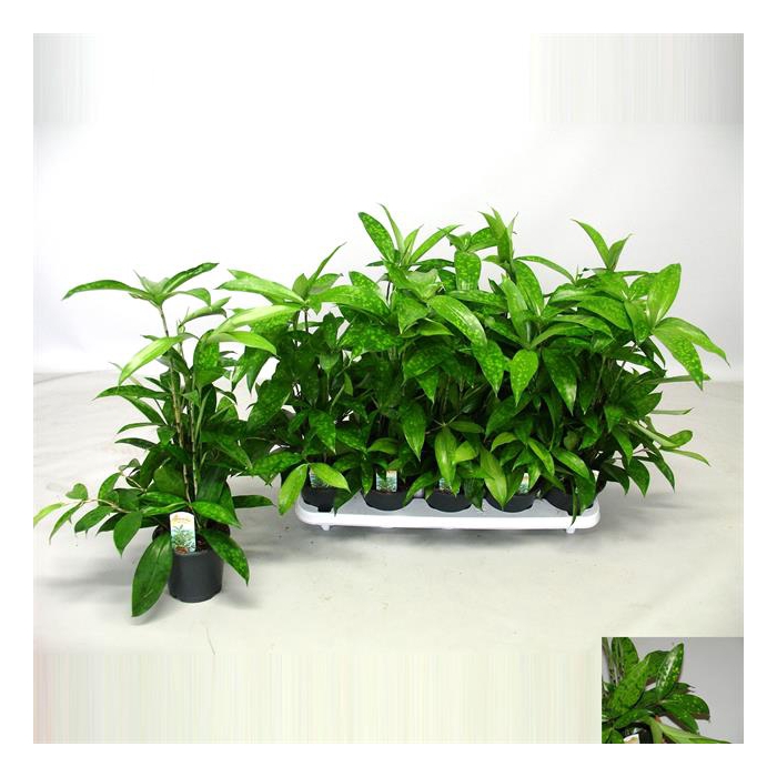 <h4>Dracaena Surculosa 12Ø 30cm 3pp</h4>