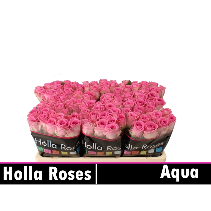 <h4>R GR AQUA!</h4>