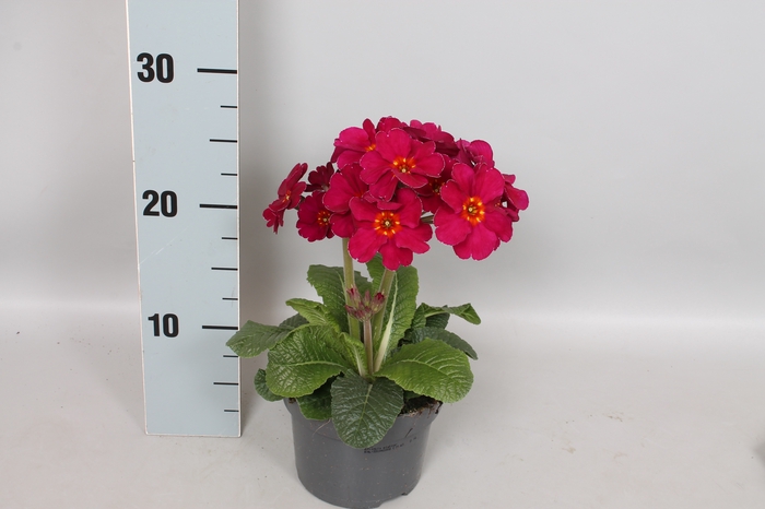<h4>Primula elatior Sibel 13cm Purple</h4>