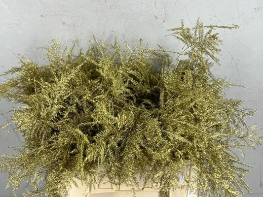 <h4>Asparagus 1e Veren Gold</h4>