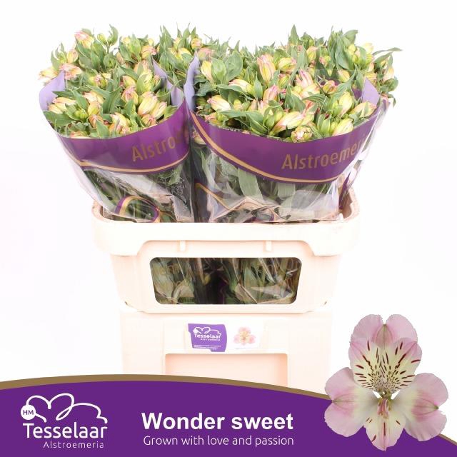 <h4>Alstroemeria wonder sweet</h4>