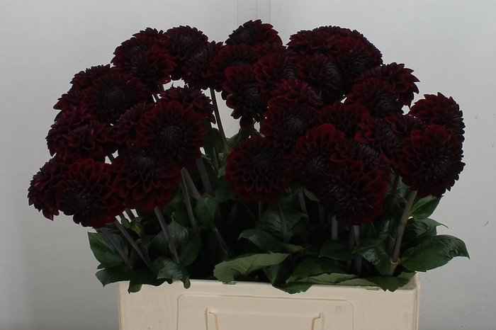 <h4>Dahl Black Fox (Koppert)</h4>