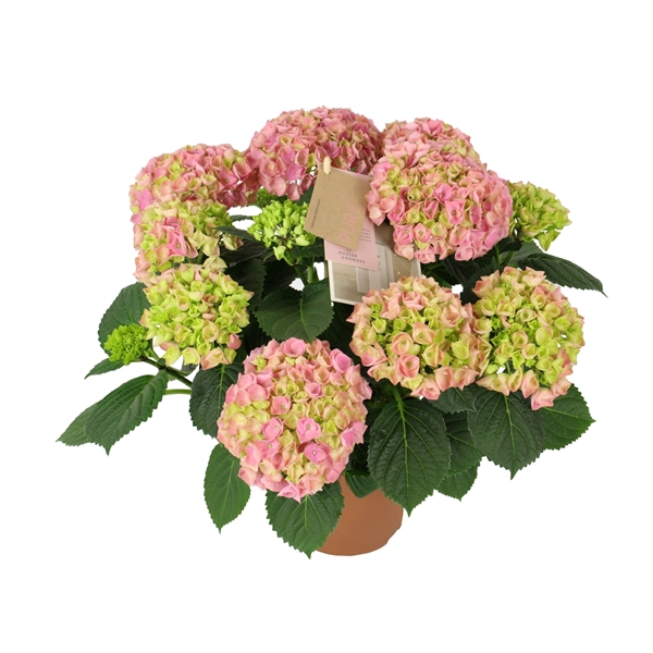<h4>Hydrangea mac. Hi River Pink 9+ Flowers</h4>