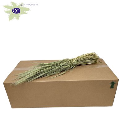 <h4>Hordeum per bunch frosted mint green</h4>