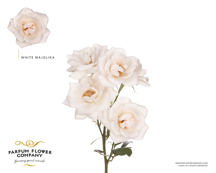 <h4>Rosa Spray Parfum White Majolica</h4>