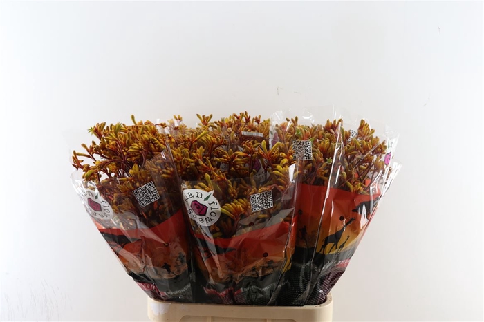 <h4>Anigoz Gold Fever 90cm</h4>