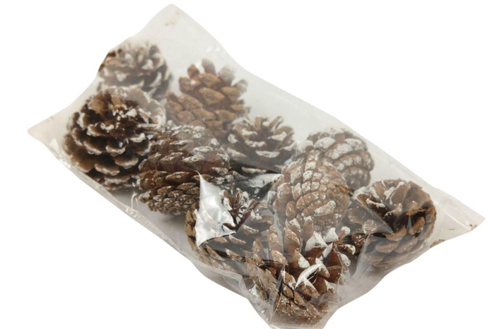 <h4>Pinecone Silvester 200gr</h4>
