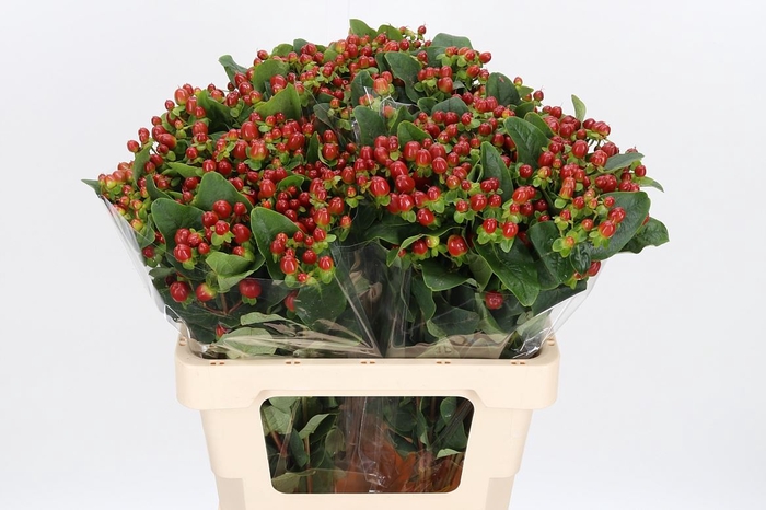 Polar Bear En 9 cm pot 15 Pièce Ornement Hortensia belles fleurs hydrangea Pan