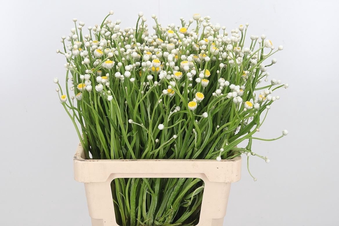 <h4>Ammobium Alatum</h4>