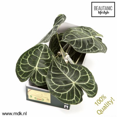 <h4>Leaf anthurium clarinervium</h4>