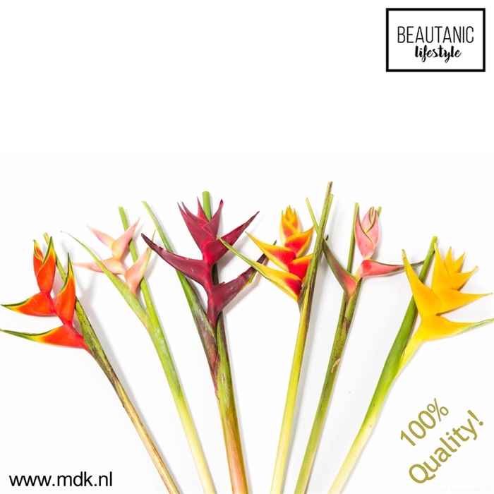 <h4>Heliconia mix</h4>