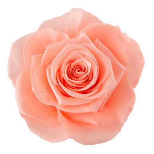 <h4>Rose Ines Peach</h4>