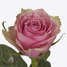 <h4>Rosa la athena royale</h4>