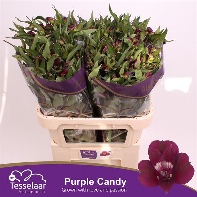 <h4>Alstroemeria purple candy</h4>