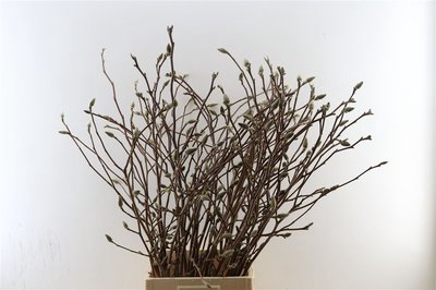 <h4>Magnolia grandiflora per stem</h4>