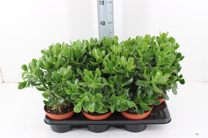 <h4>Crassula Ovata P15</h4>
