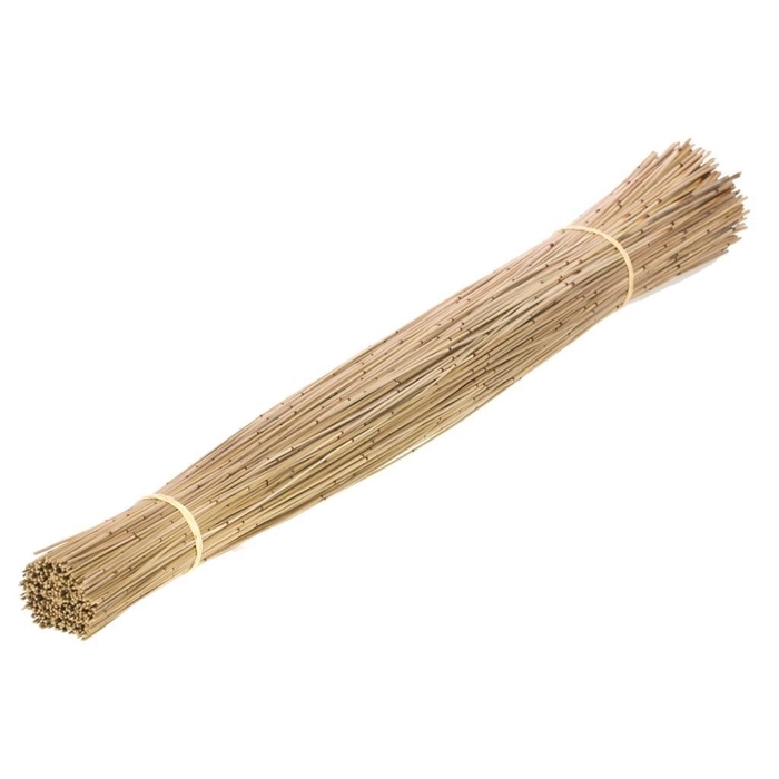 <h4>Restio giganteus SB natural</h4>