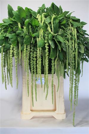 <h4>Amar Ca Green Cord</h4>