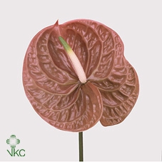 <h4>Anthurium terra</h4>