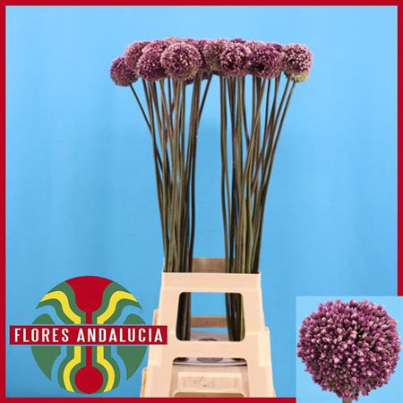 <h4>Allium Summer Drummer Xxl</h4>