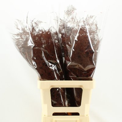 <h4>Leaf asparagus paint bordeaux</h4>