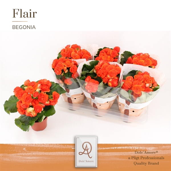 <h4>Begonia Reina P14 Dolc'Amore® Flair</h4>