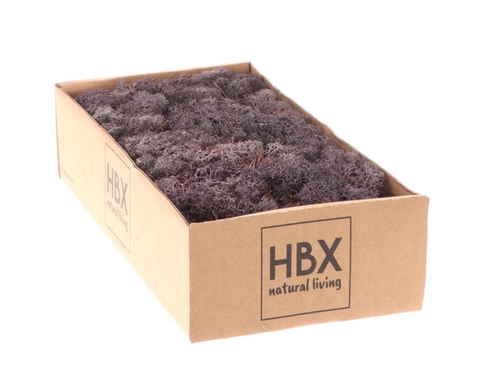 <h4>Reindeer moss 500gr lavender</h4>