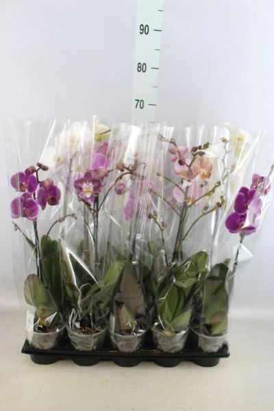 <h4>Phalaenopsis   ...mix</h4>
