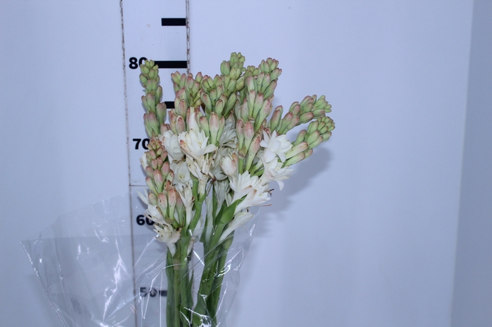 <h4>ANGELICA 070 CM</h4>