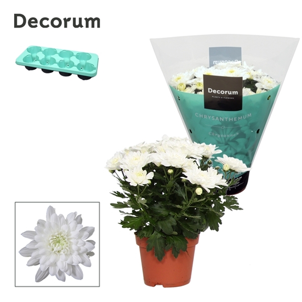 <h4>Chrysanne® Grandezza White</h4>