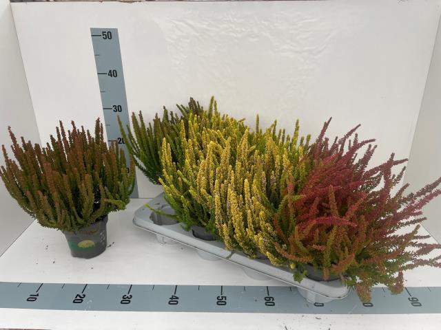 <h4>CALLU SKYLINE GEM</h4>