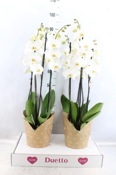 <h4>Phalaenopsis  'Ant Leeds'</h4>