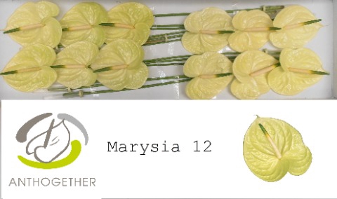 <h4>Anthurium marysia</h4>