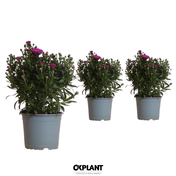<h4>Aster Starletta Serie Red</h4>