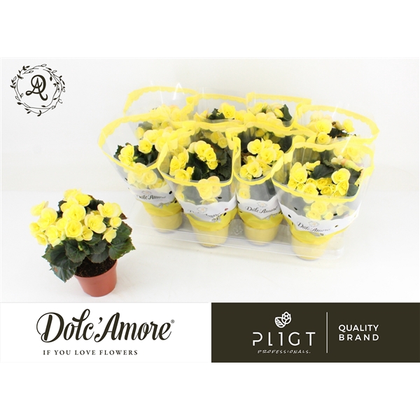 <h4>Begonia Sweeties Yellow P12 Dolc'Amore®</h4>