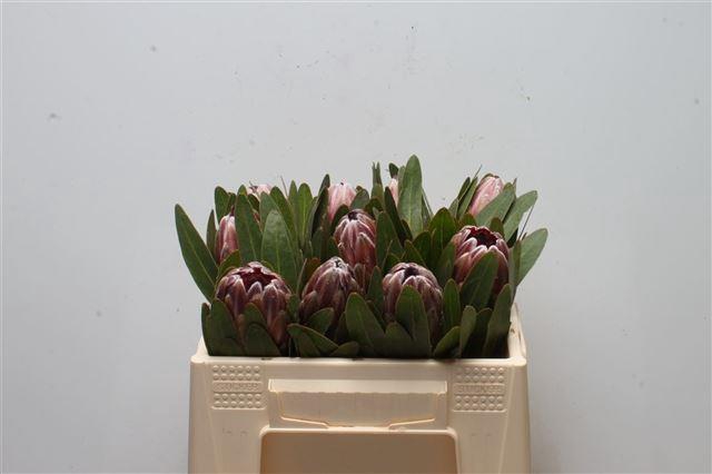<h4>PROTEA PINK ICE</h4>