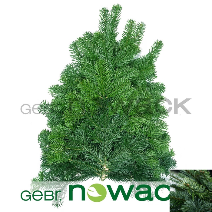 <h4>ABIES NORDMAN KILO</h4>