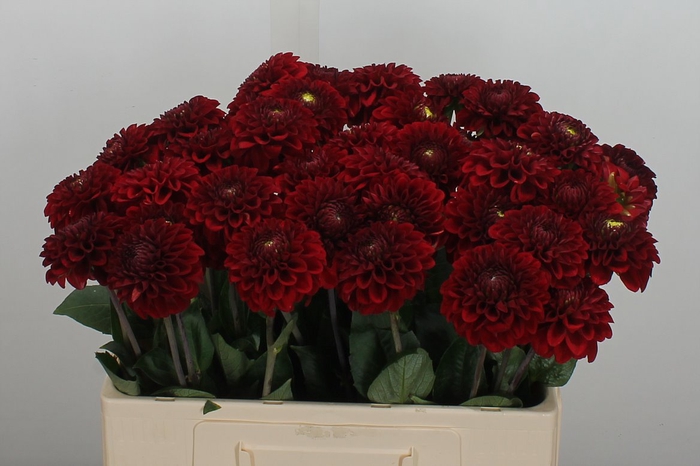 <h4>Dahl Red Fox 55cm</h4>