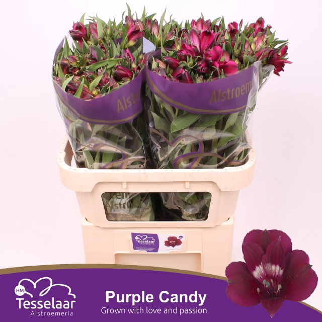 <h4>ALSTR PURPLE CANDY</h4>