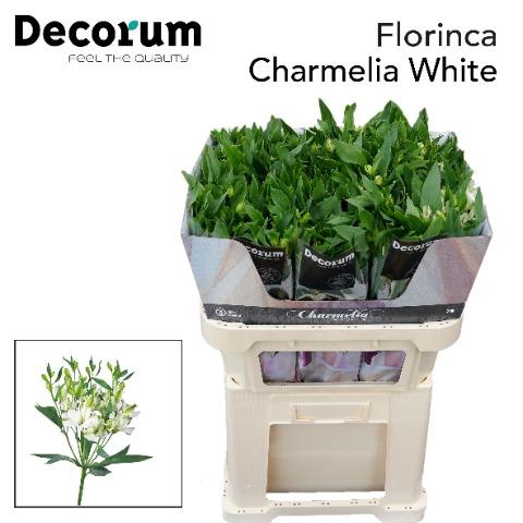 <h4>Alstroemeria fl charmelia white</h4>