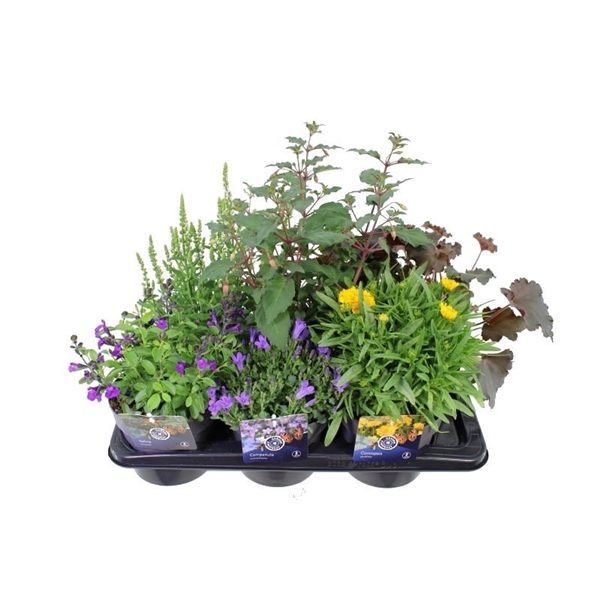 <h4>Vaste planten mix in tray</h4>