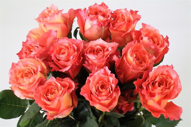 <h4>Rosa ec free spirit</h4>