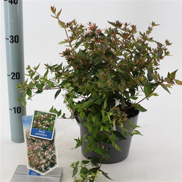 <h4>Abelia grandiflora</h4>