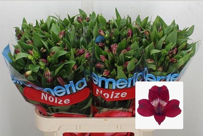 <h4>Alstr Noize Rood</h4>