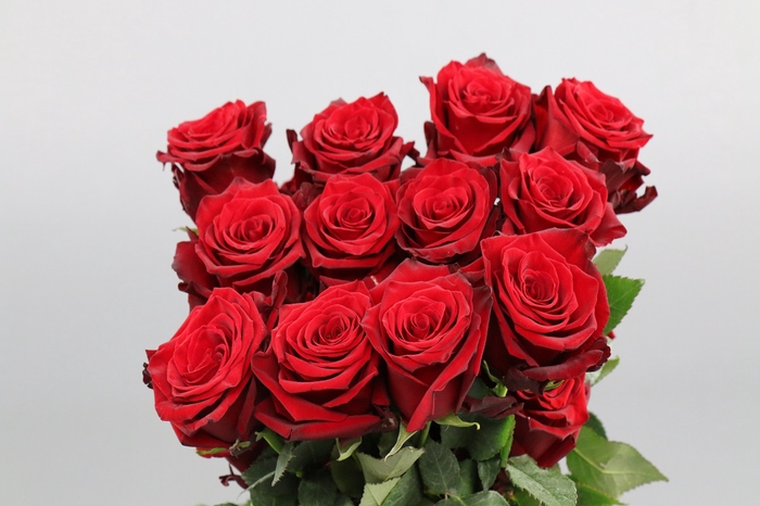 <h4>Rosa ec explorer</h4>