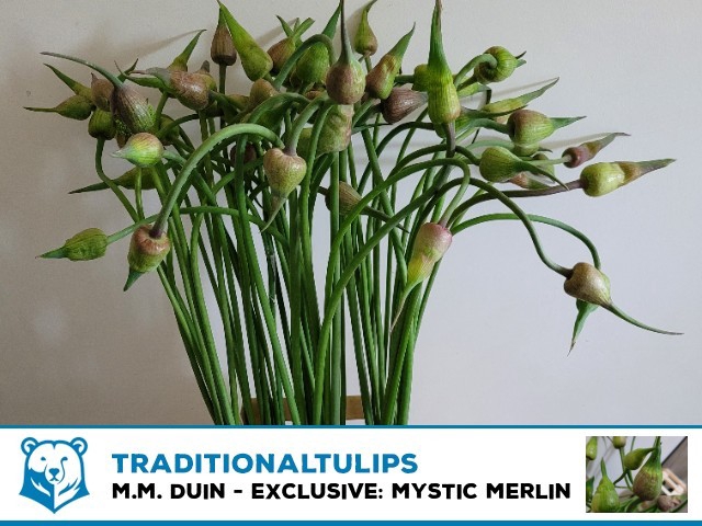 <h4>Allium Mystic Merlin</h4>