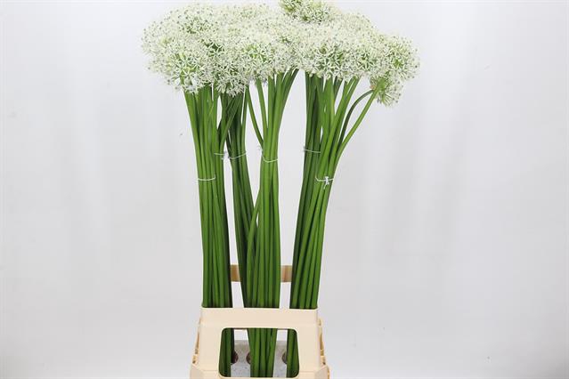 <h4>Allium white giant</h4>
