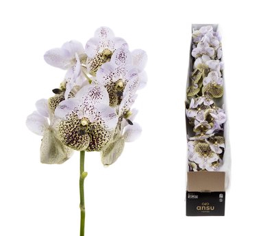 <h4>Vanda raspberry spots stem</h4>