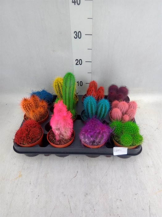 <h4>Cactus   ...</h4>
